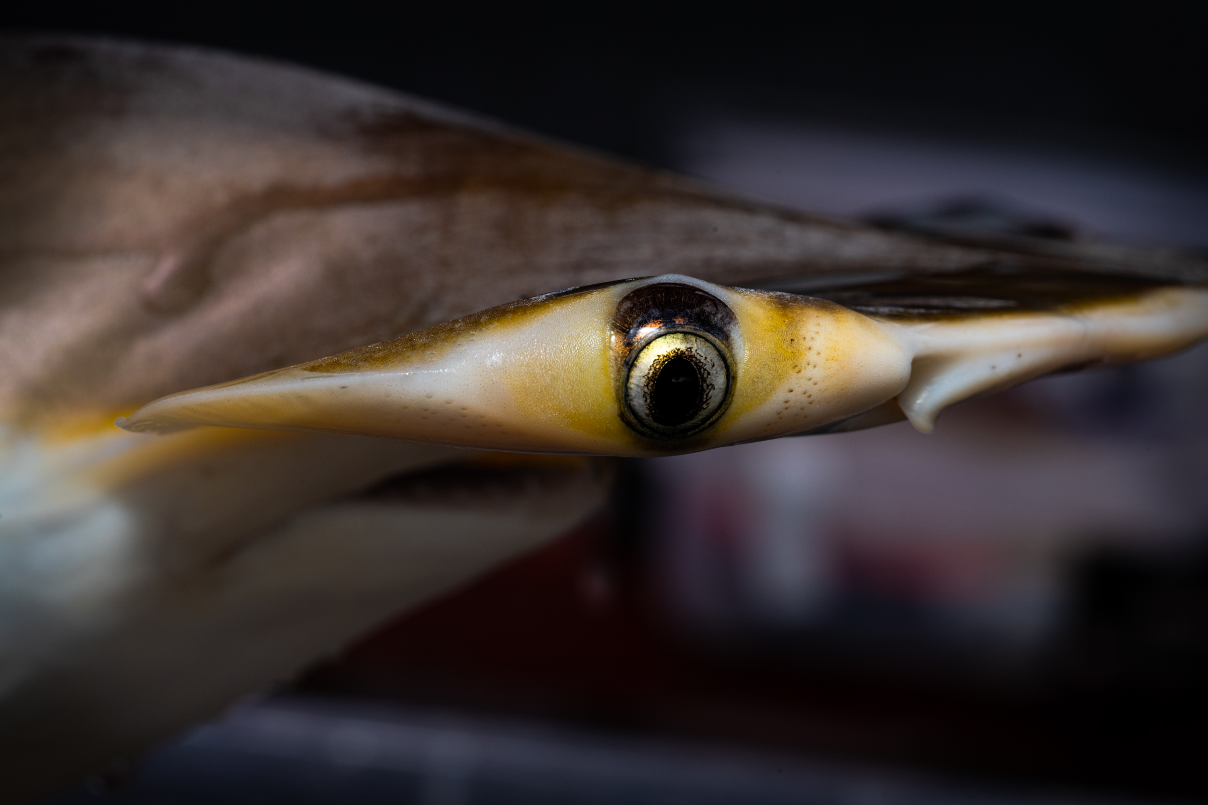 tiburón martillo pequeño