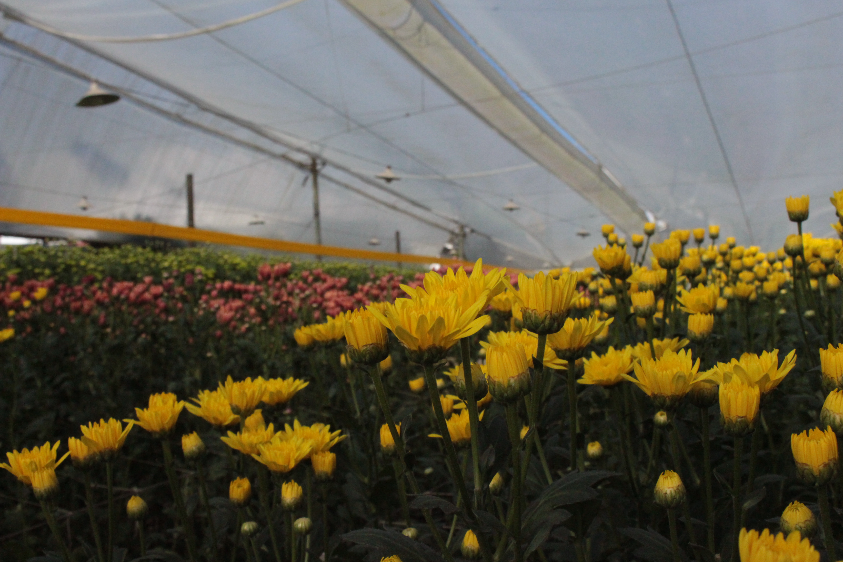 La floricultura es el segundo producto no minero energético de exportación más importante del país.