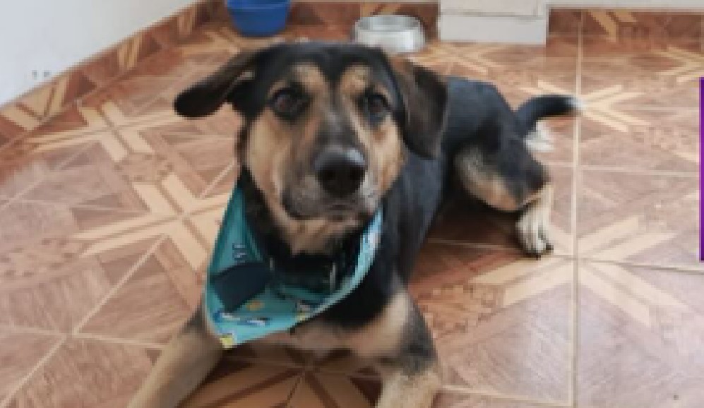 Perrito fue abandonado en veterinaria de Mosquera luego de recibir servicio de spa