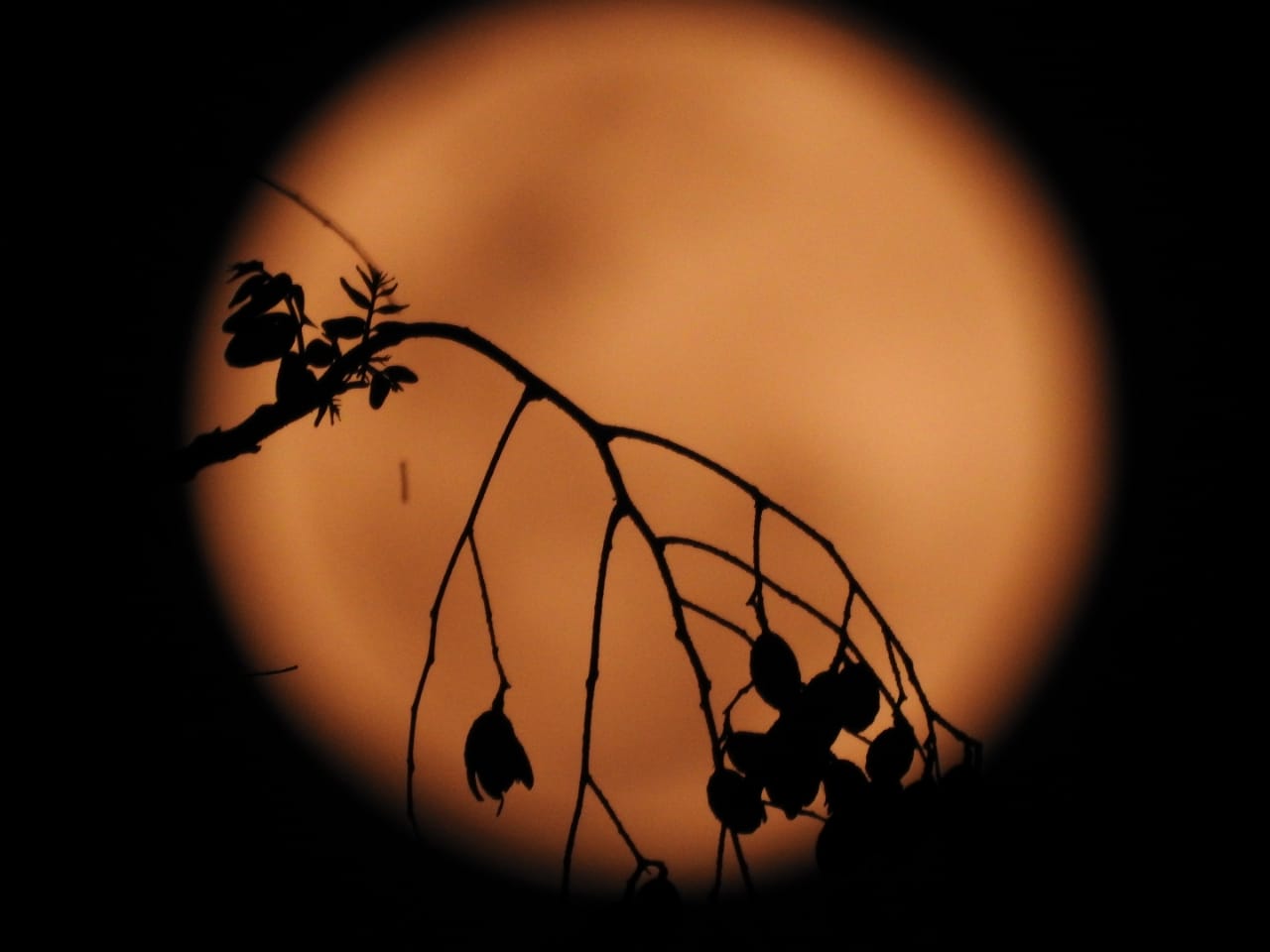 Aries a Virgo: cada signo será desafiado en la Luna llena Rosa 2023