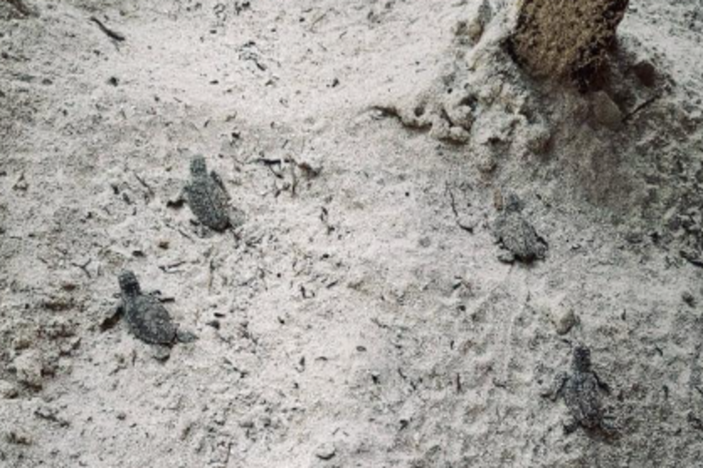Nacen 150 tortugas en peligro de extinción en San Andrés