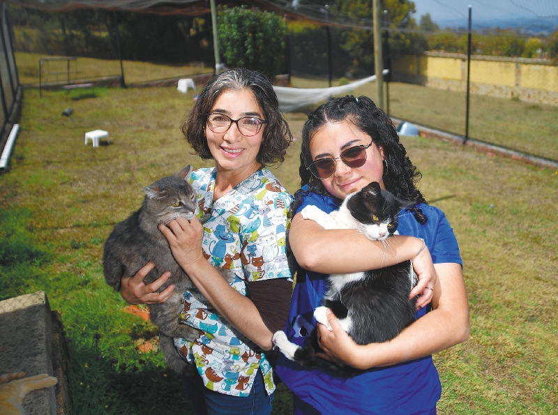 Gatos con leucemia e inmunodeficiencia felina son rescatados gracias a un refugio en Boyacá