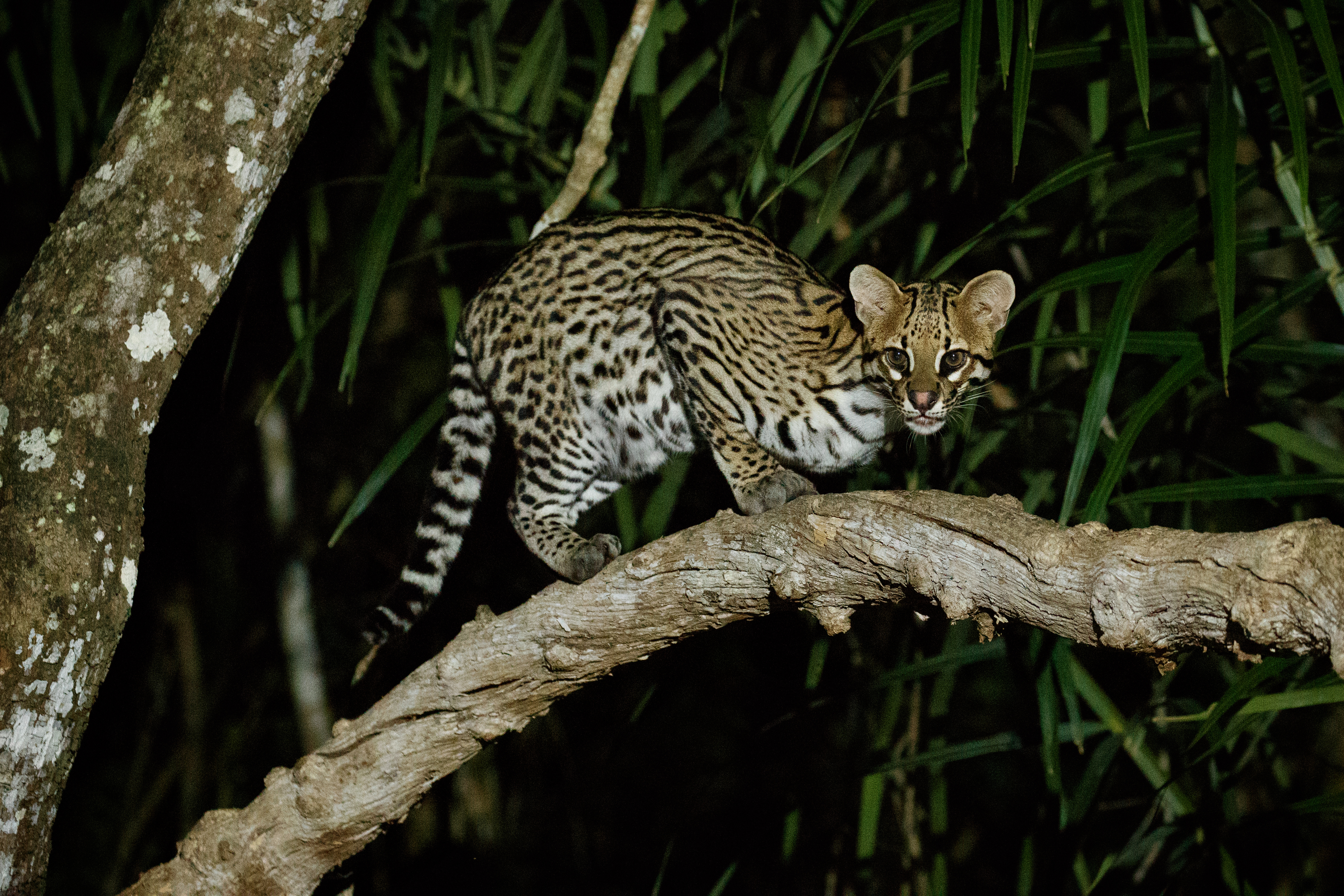 Con una carrera de 10k: se piensa salvar y rastrear al tigrillo margay en Valle del Cauca