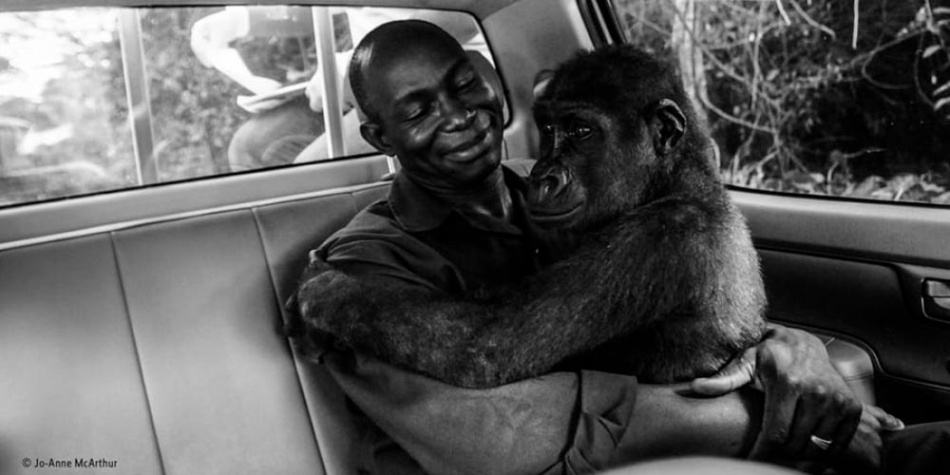 La historia de la gorila Pikin, la mejor fotografía de naturaleza del año