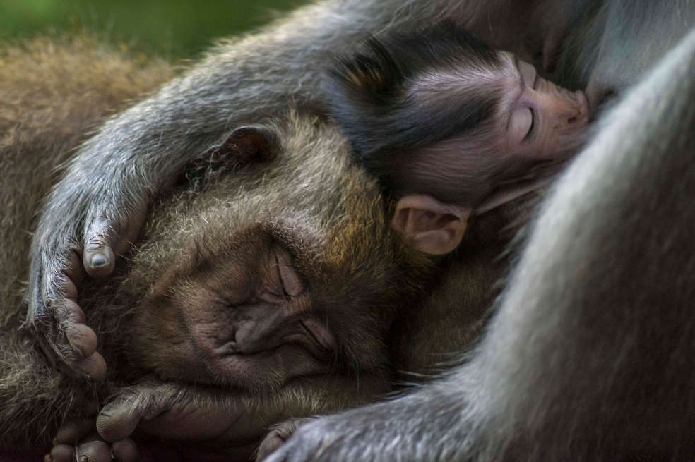 Los macacos de cola larga disfrutan del calor de los demás durante un día caluroso en Bali, Indonesia. Foto de Tom Vierus, ganadora de la categoría "retratos de animales".