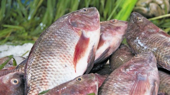 Científicos colombianos crean método para contolar bacteria que afecta la pesca