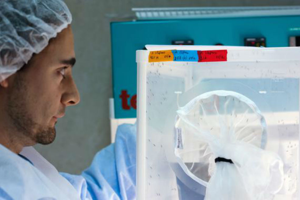 El parásito de la malaria está mutando para resistir los fármacos
