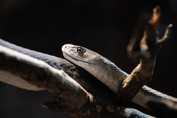 ¿Qué hacer y qué no hacer en caso de una mordedura de serpiente?