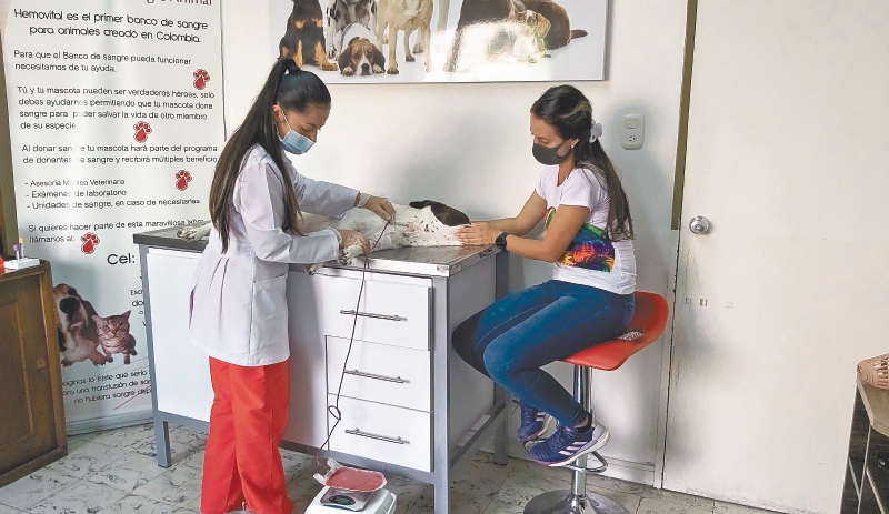 Al igual que usted, su mascota también puede donar sangre