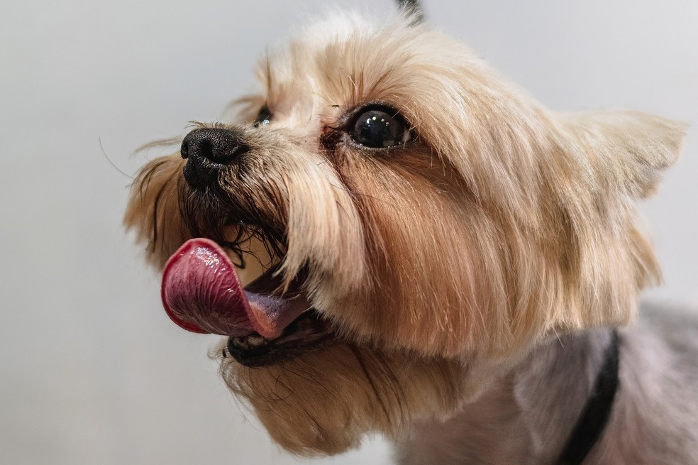 Cinco consejos para solucionar la caída de pelo de su perro
