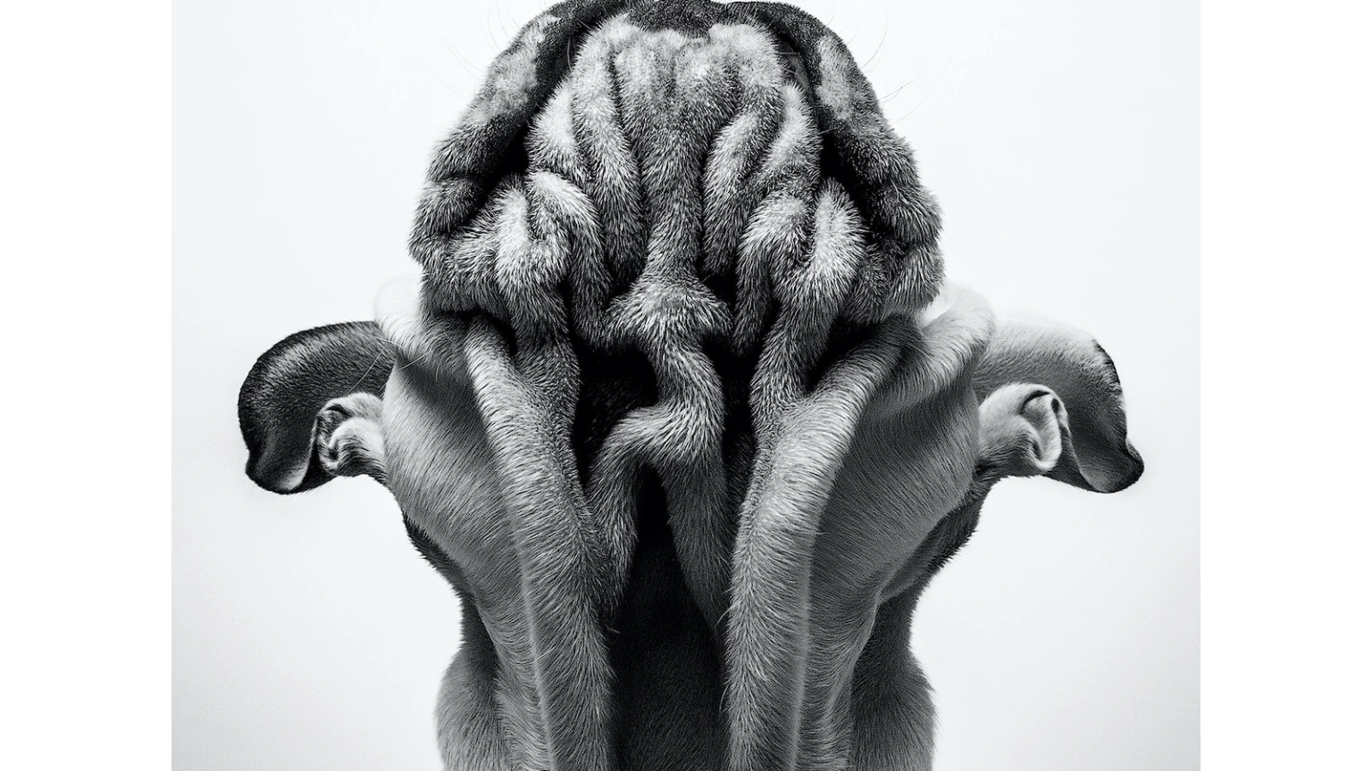 La fotógrafa Su Kaye ganó el primer puesto en esta categoría con este retrato que muestra a un perrito con muchas arrugas en su mentón en una particular pose.
