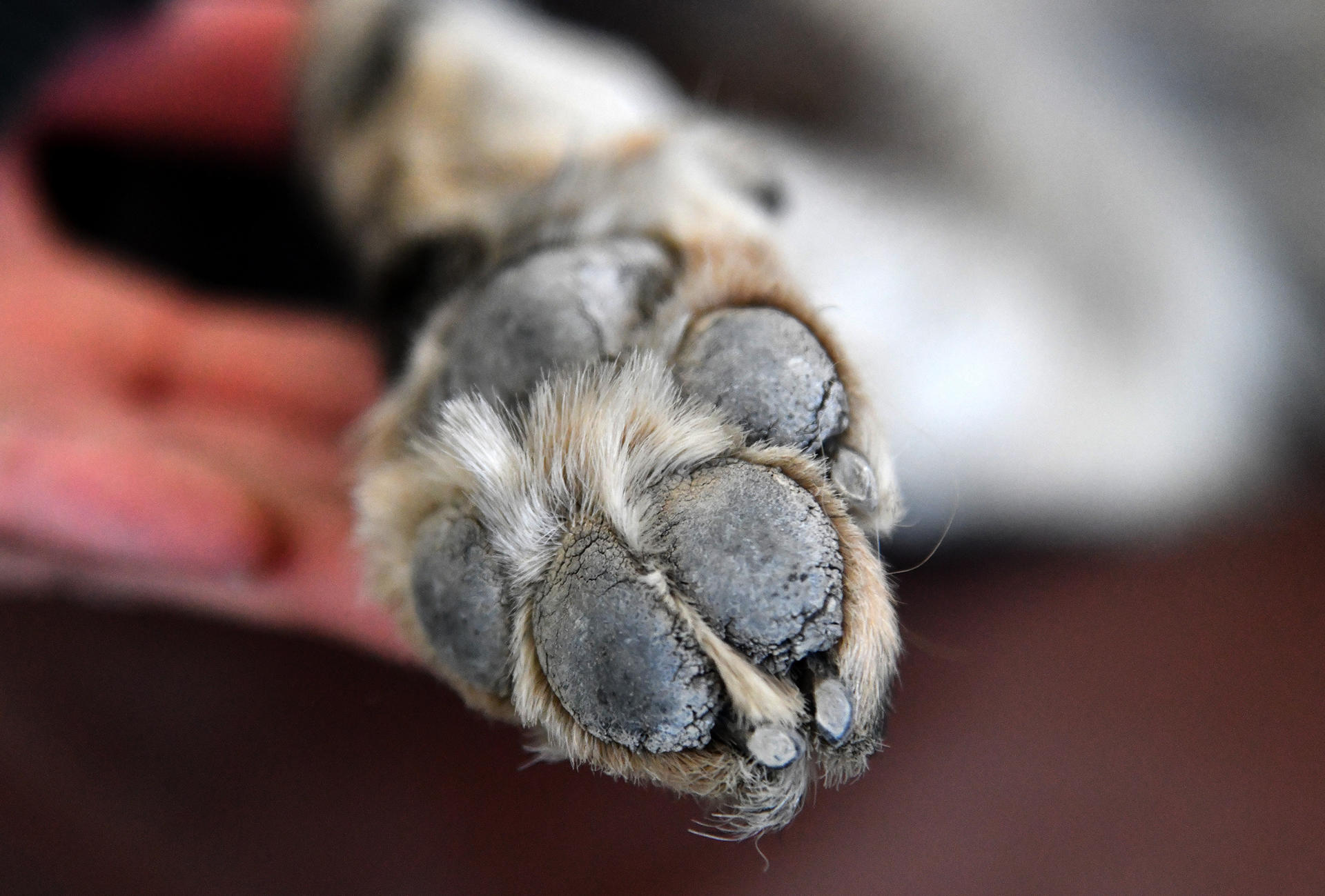 Perro rescatado murió tras un ataque a tiros en Manizales; su dueño terminó herido