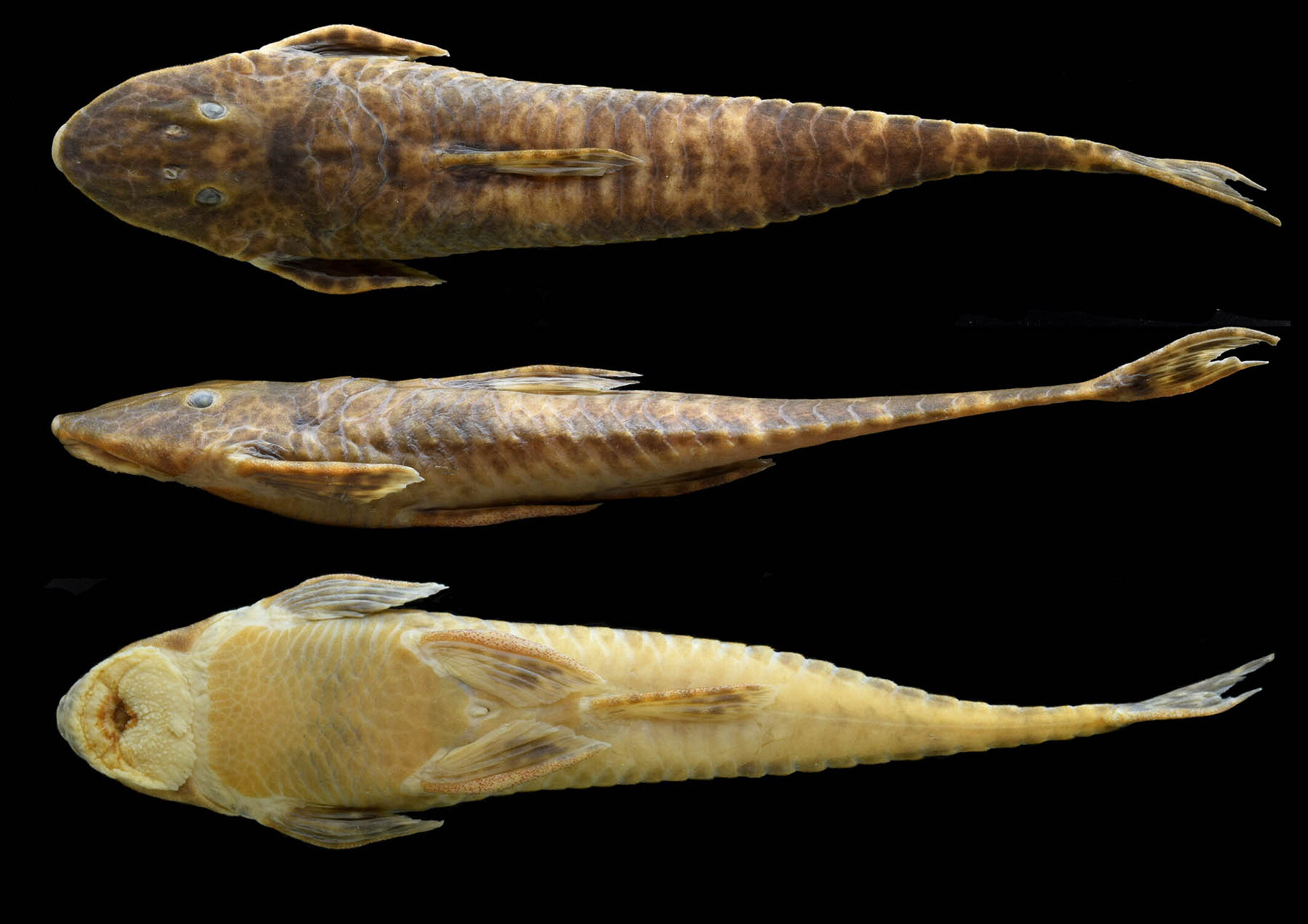 Una nueva especie de pez en Colombia para recordar al biólogo Javier Maldonado