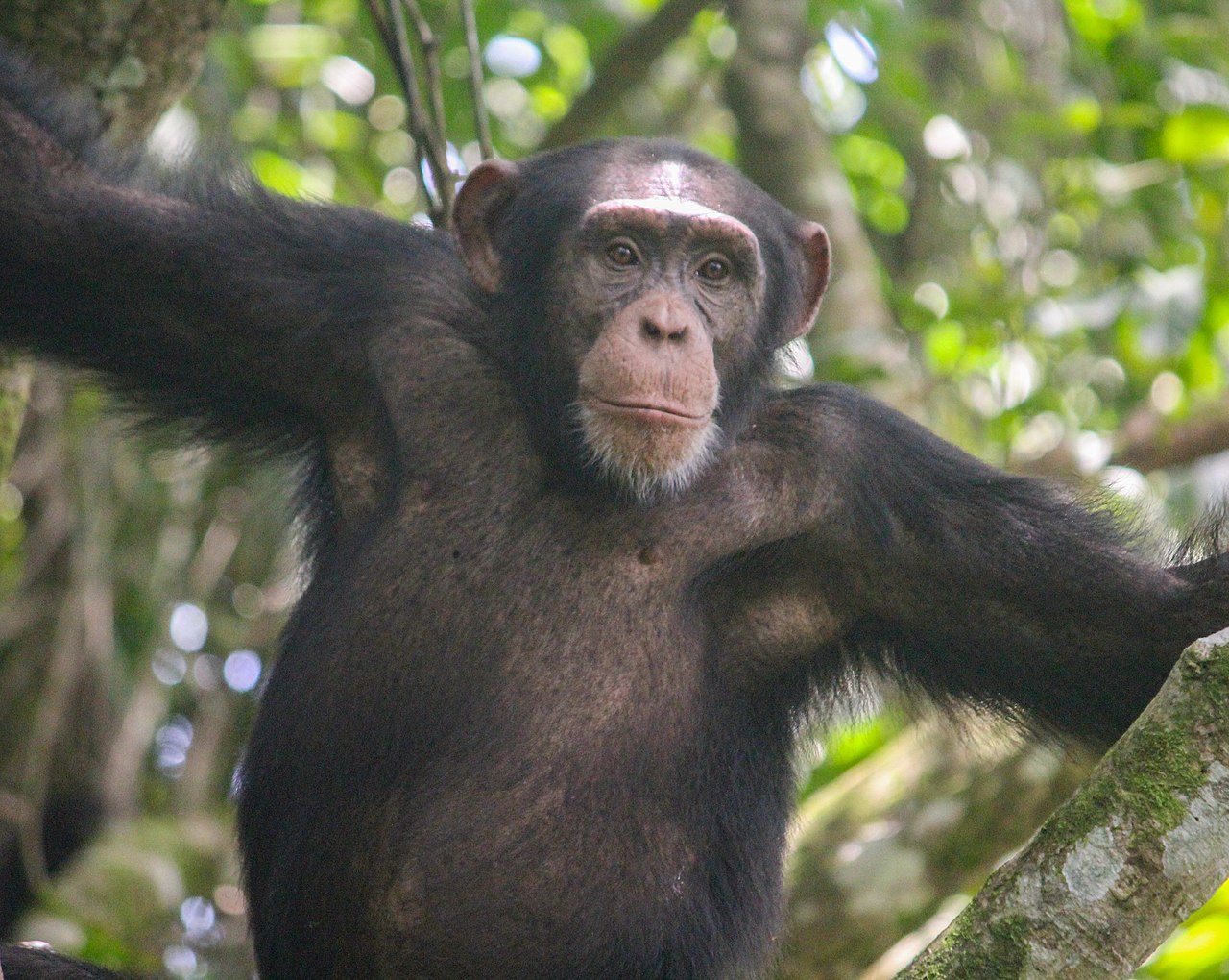 25 años de investigación revelan una particular habilidad de los chimpancés