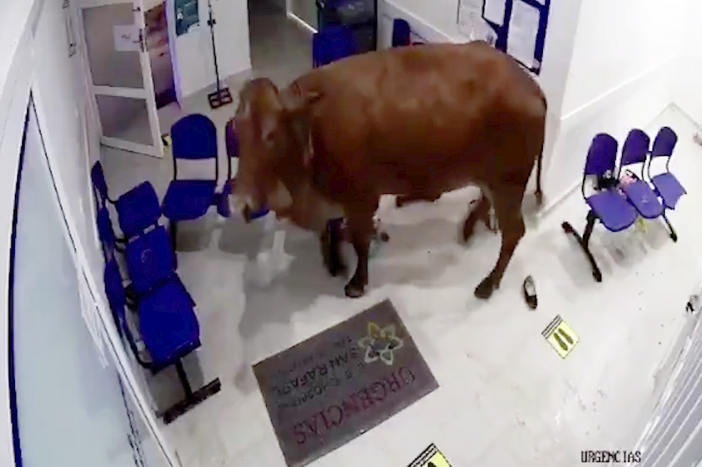 Vaca irrumpe en la sala de urgencias de un hospital