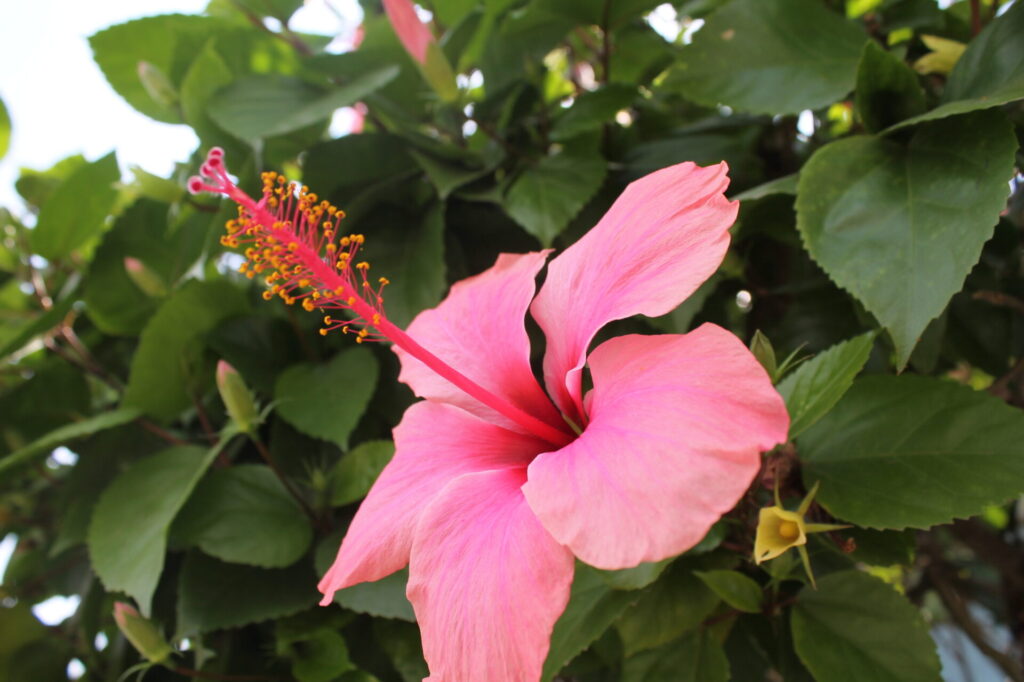 La flor de bonche, emblema de los Juegos Departamentales de Córdoba, destaca no solo por su simbolismo y belleza, sino también por sus características botánicas y los cuidados que necesita para prosperar en el jardín.