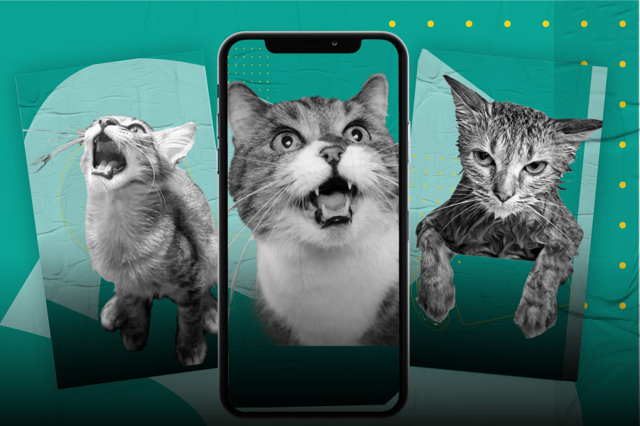 Las 6 cosas que más odia tu gato y ni te habías enterado
