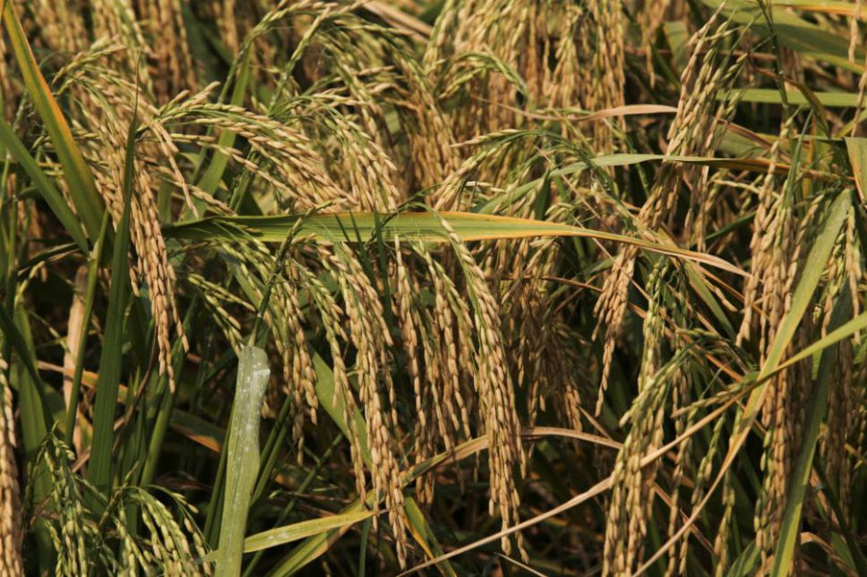Repunte materias primas impulsará crecimiento Latinoamérica