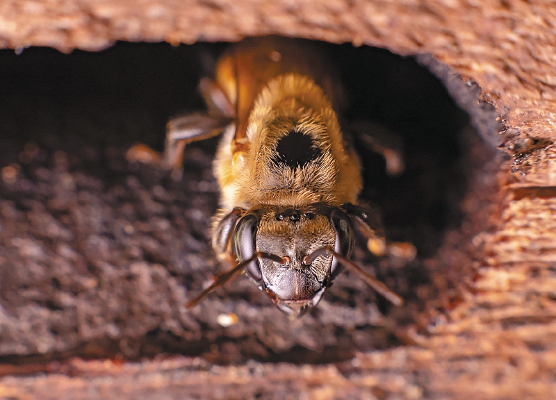 Denuncian mortandad de 30.000 abejas en Ocamonte, Santander