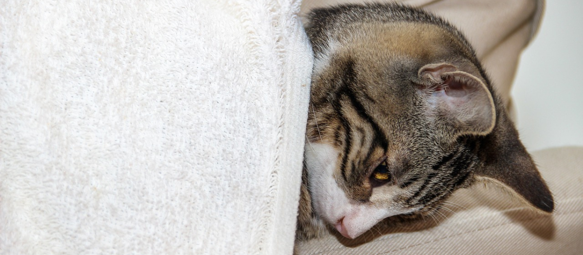 ¿Qué es el síndrome de Pandora? Esta enfermedad puede afectar a su gato