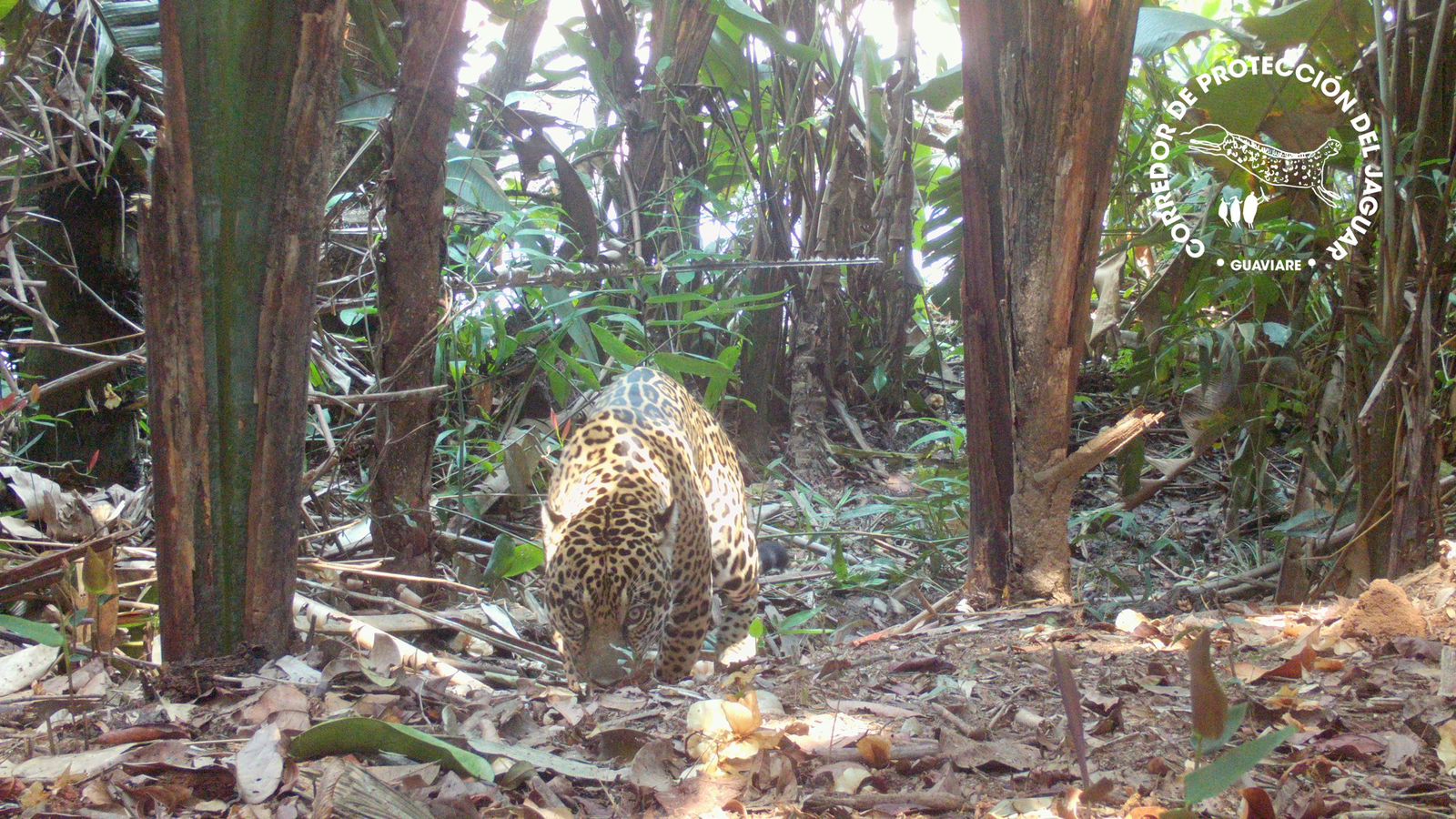 Estas comunidades del Guaviare se ponen la 10 para proteger al jaguar