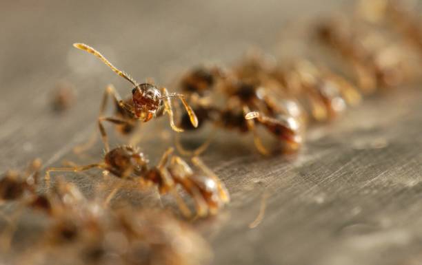 Aunque las hormigas individuales no pueden comprender la naturaleza global del rompecabezas, su movimiento colectivo se traduce en habilidades cognitivas emergentes. Codifican la memoria de corto plazo en su estado ordenado internamente y esto permite un mejor desempeño grupal. /Getty