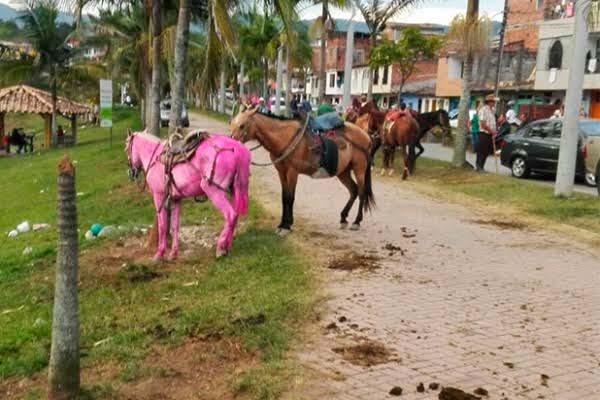 Caballos pintados de colores generan rechazo en Antioquia