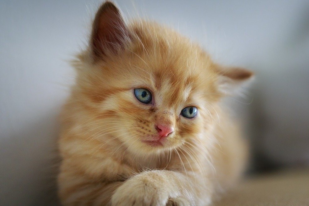 ¿Por qué los gatos amasan? Estas son las 3 razones más comunes