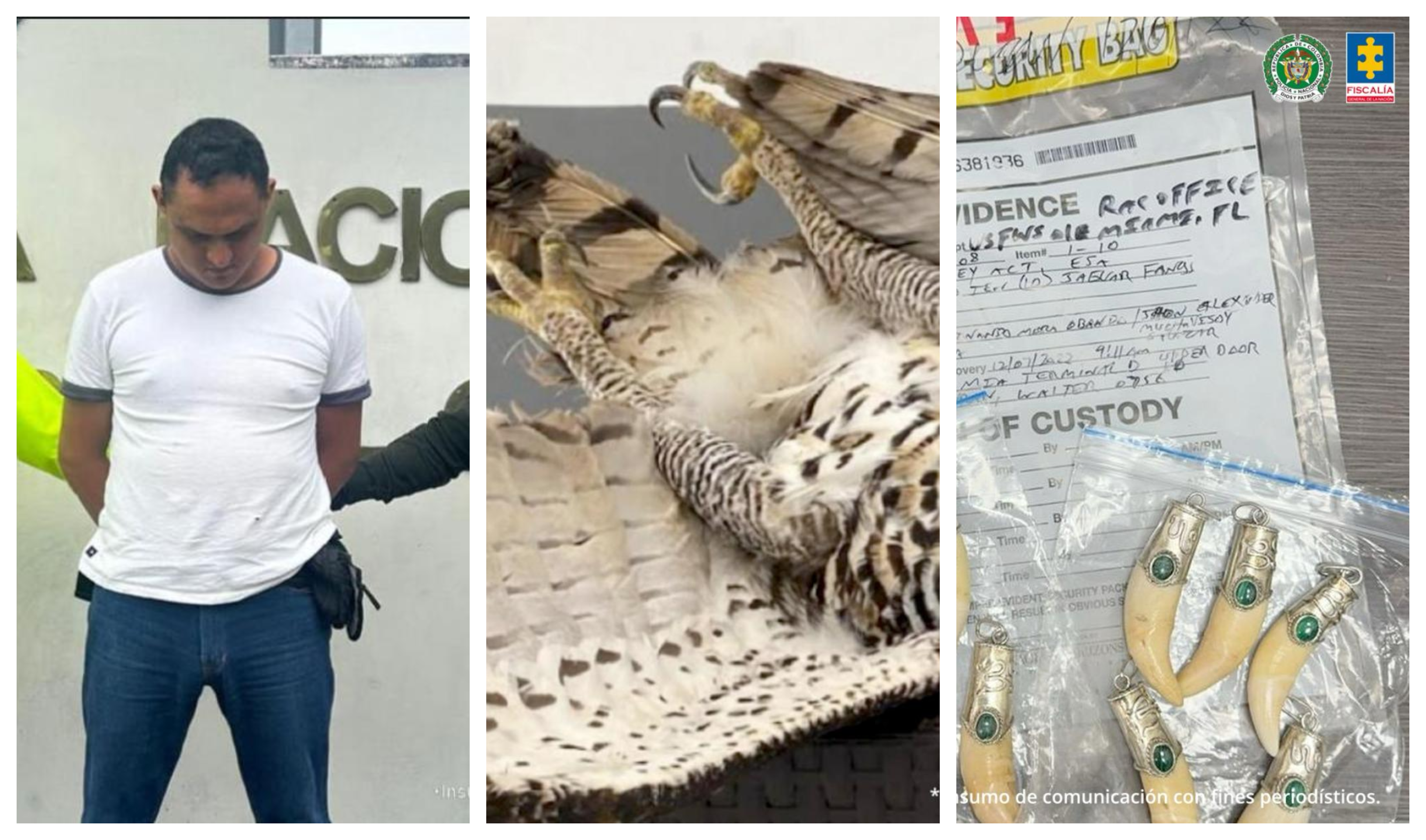 Caen los “Arpía”, banda que vendía como artesanías partes de animales