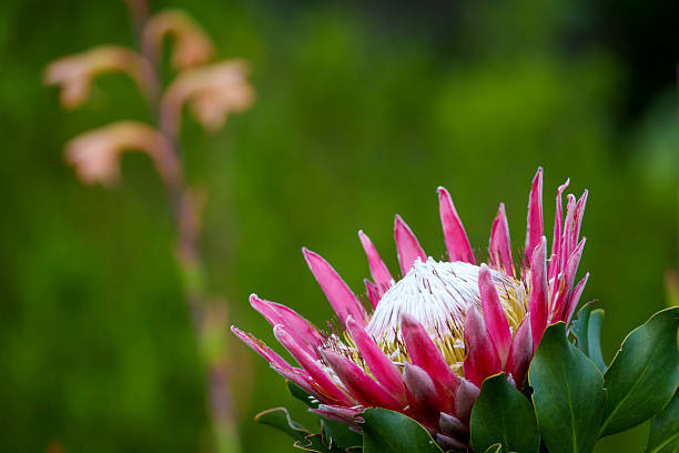 En Ciudad del Cabo, las laderas de la emblemática Montaña de la Mesa albergan una gran diversidad de flora, donde destaca la protea real (Protea cynaroides), flor nacional de Sudáfrica, símbolo de diversidad y transformación. Este espectáculo natural puede apreciarse especialmente entre diciembre y abril, tanto en el entorno del Parque Nacional Montaña de la Mesa como en el Jardín Botánico de Kirstenbosch.