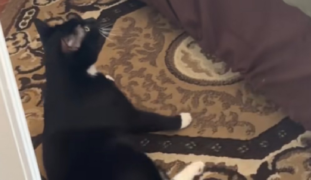 En video: dueño graba a su gato con discapacidad y descubre cómo sube a la cama