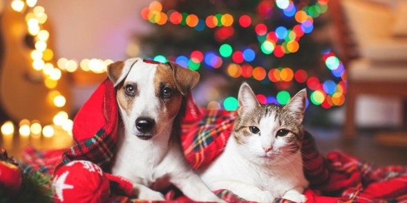 Diez consejos para evitar la obesidad en perros y gatos durante la época navideña