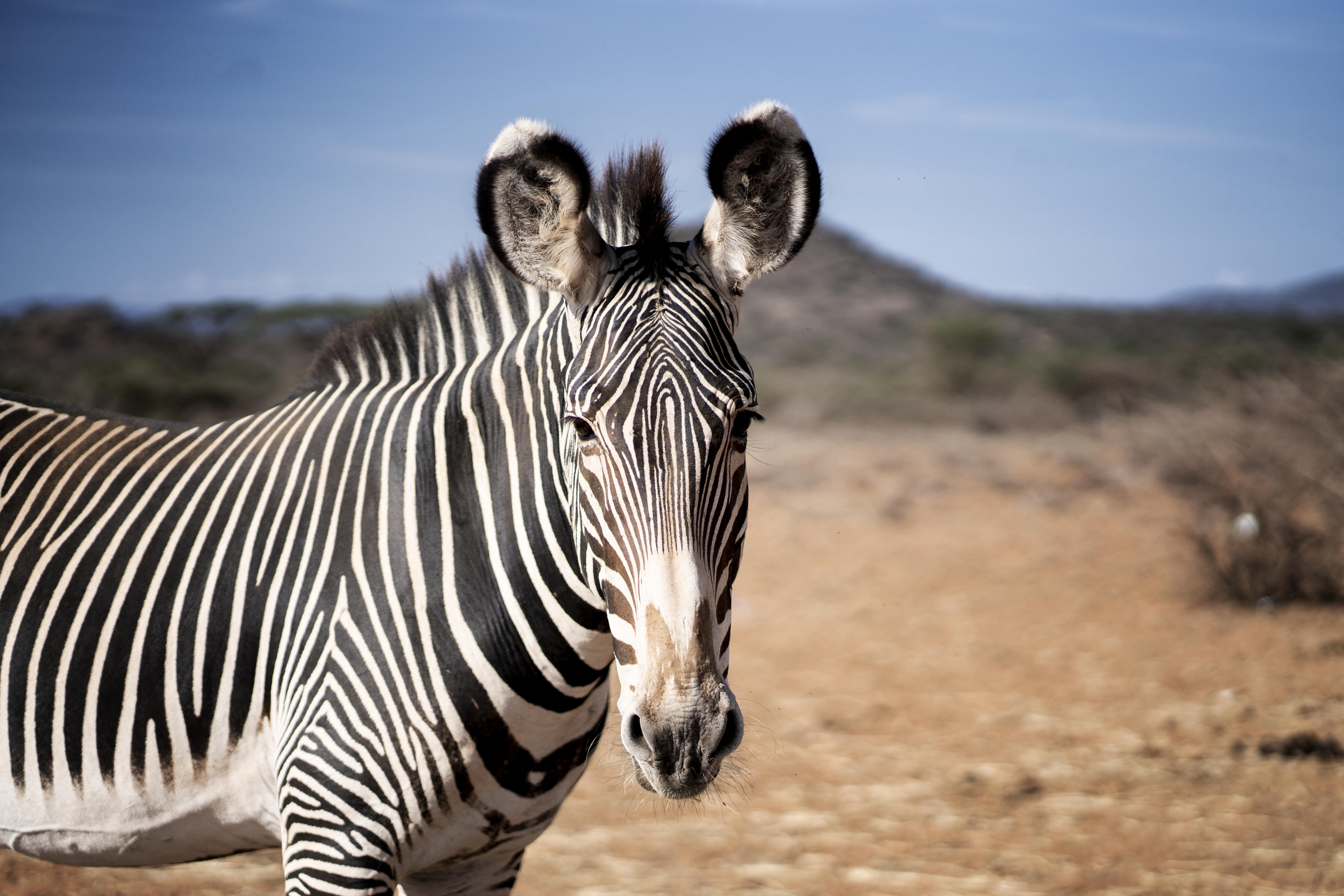 La intensa sequía en la región ha provocado una gran cantidad de víctimas entre estas, las cebras de Grevy (la especie más rara del mundo).