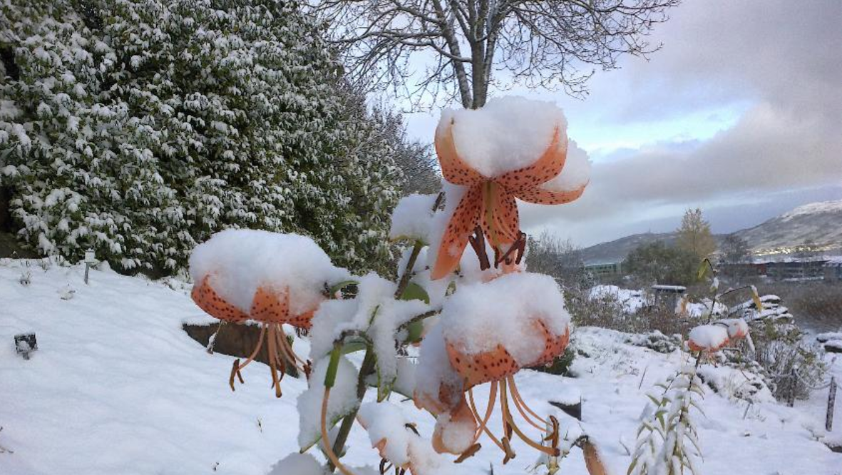 El Tromsø Arctic–Alpine Botanical Garden es un jardín botánico único en el mundo, reconocido internacionalmente por reunir miles de plantas de regiones polares y montañosas de todos los continentes. Sus 25 colecciones temáticas recrean paisajes árticos y alpinos mediante crestas de piedra, rocas cubiertas de musgo y líquenes, donde prosperan especies procedentes del Ártico, el Himalaya, Sudamérica y otras zonas extremas, con destacadas colecciones de saxífragas, gencianas, prímulas y amapolas Meconopsis de intensos tonos azules.