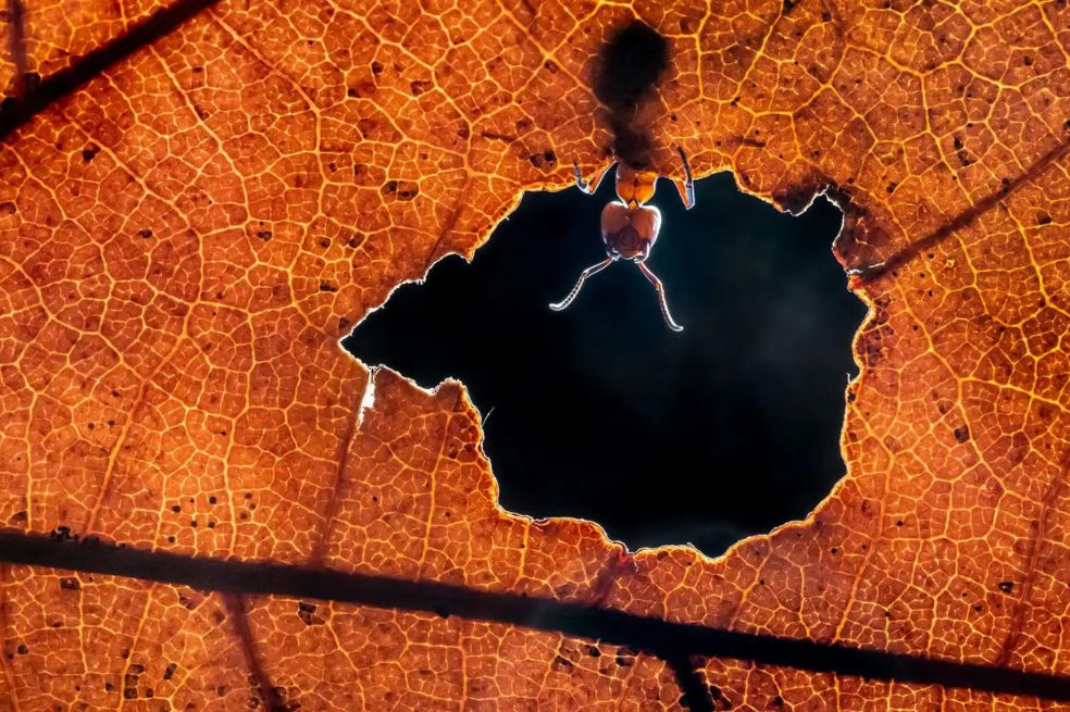 Alex Pansier quedó entre los finalistas por una imagen que tomó en un bosque oscuro de Maashorst, en los Países Bajos. En la imagen se ve a una hormiga roja.