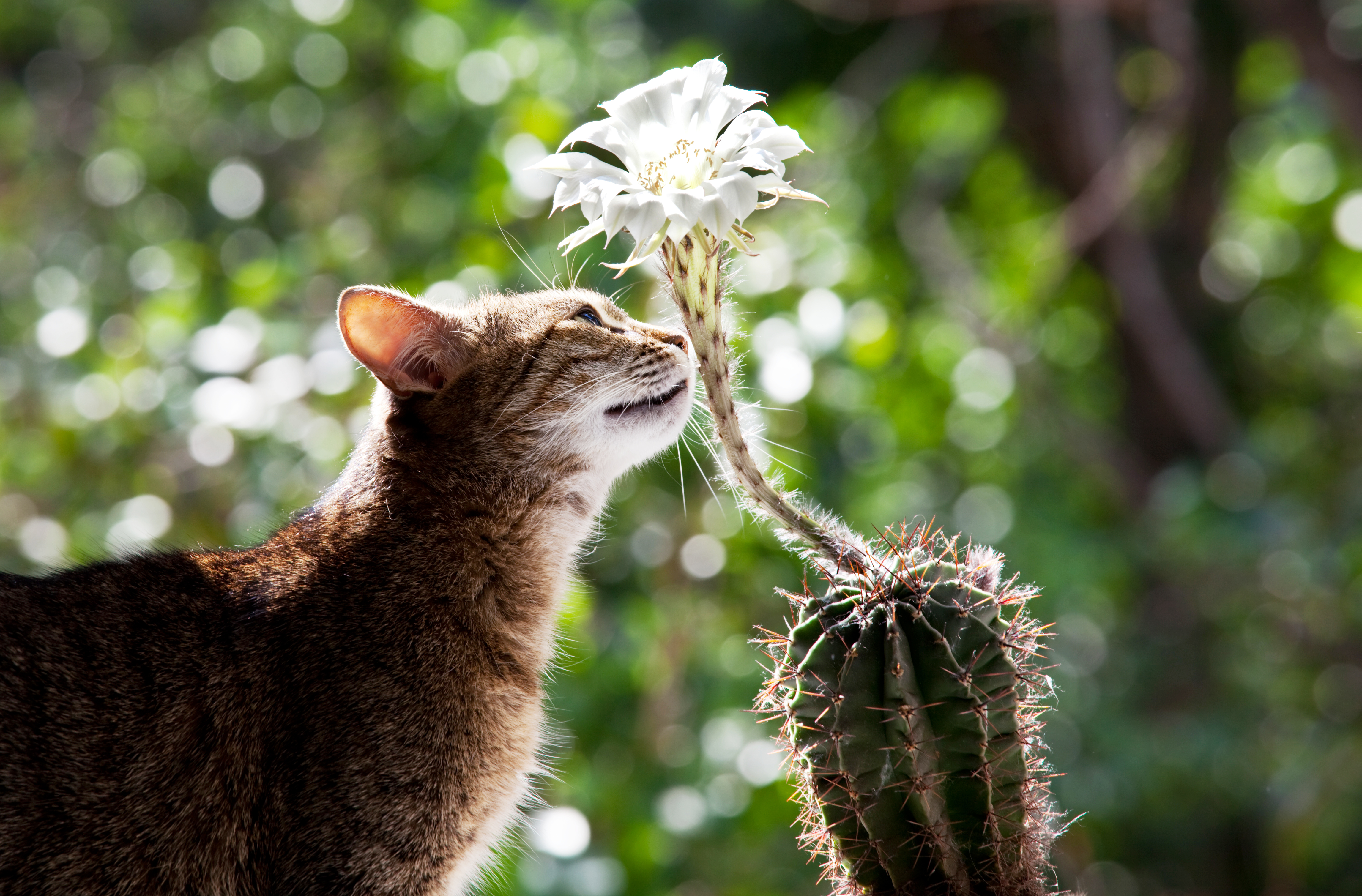 Cinco plantas que debería tener en casa si tiene gatos