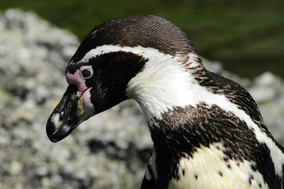 ¿Cuántos animales nacen al día en el mundo?