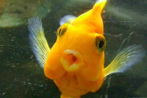 «Querida, encogí a los peces»: estudio alerta de impacto de cambio climático