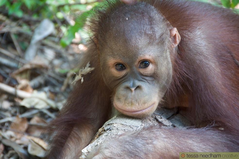 La tala ilegal amenaza un santuario de orangutanes en Indonesia
