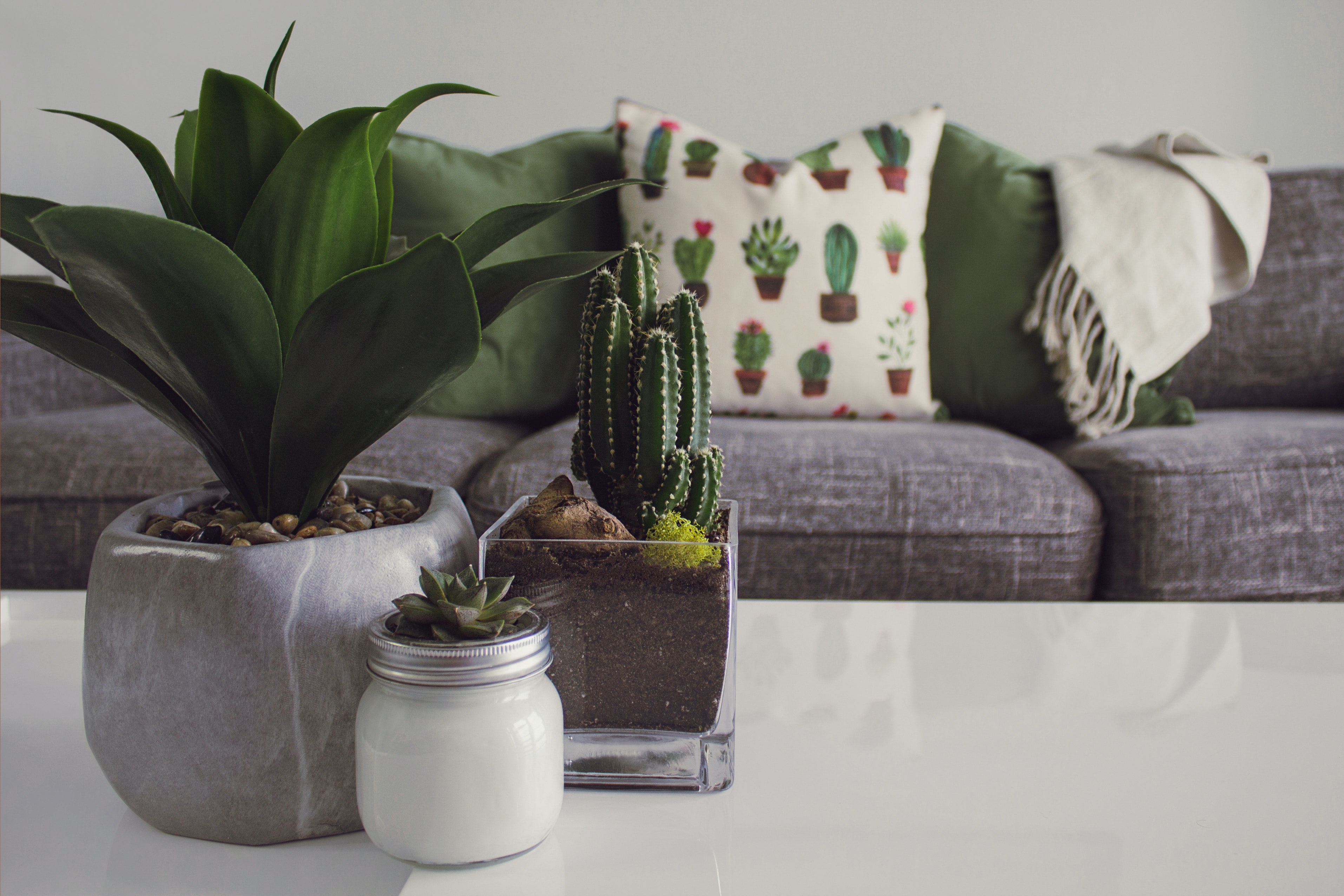Cinco consejos infalibles para quienes siempre olvidan cuidar sus plantas