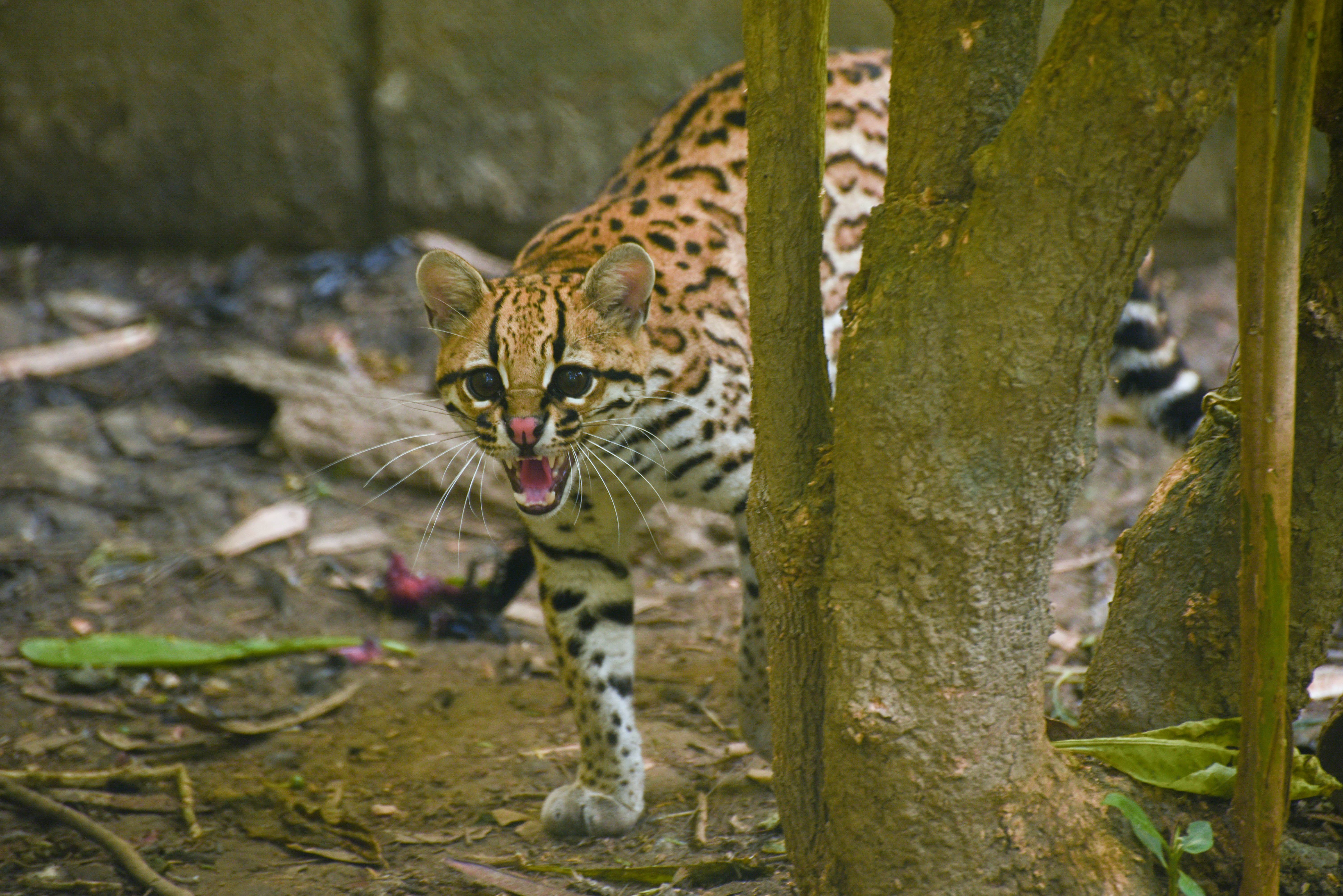 Piden investigar la muerte de un ocelote en Santander