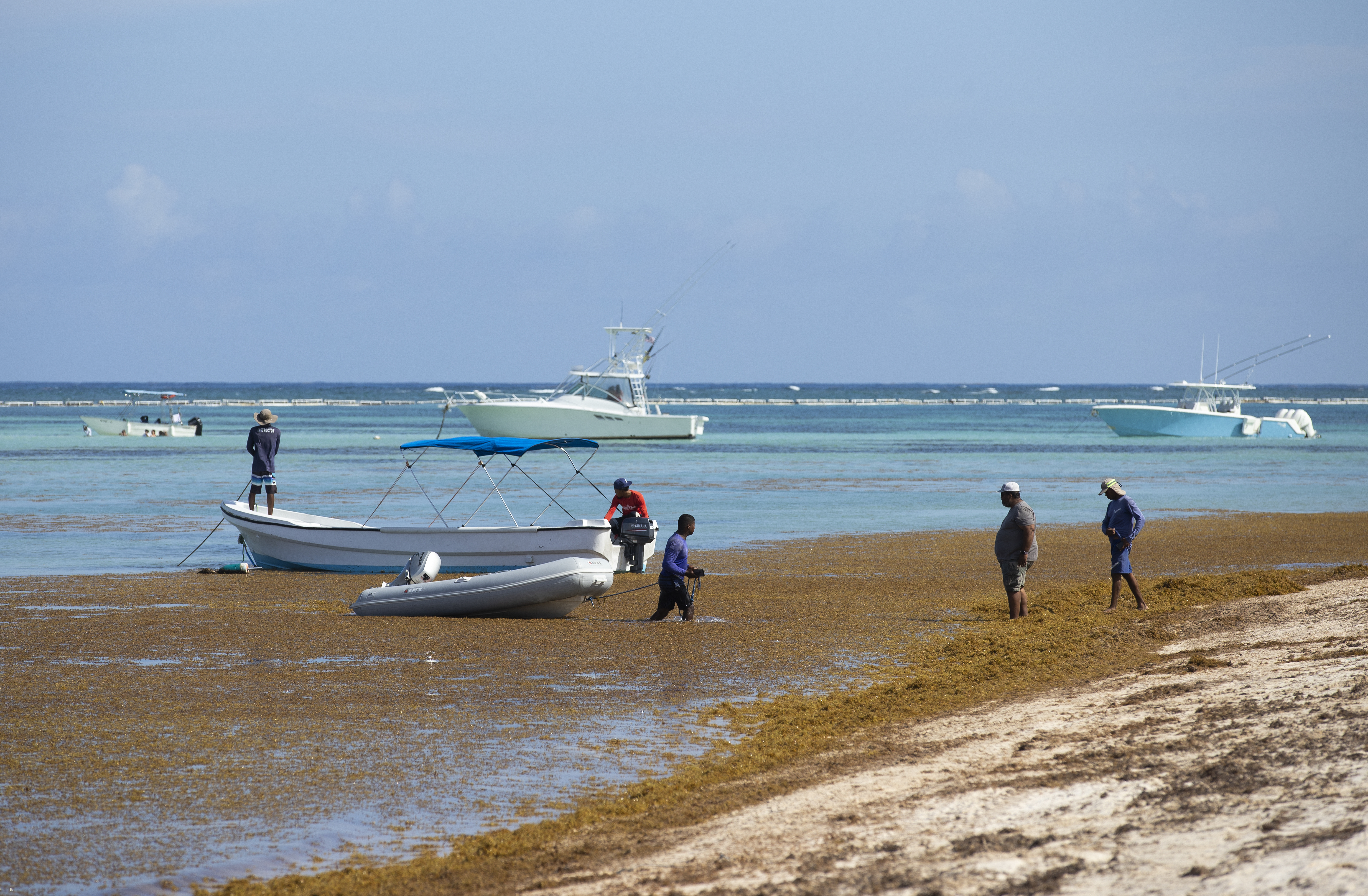 Sargazo: el problema de algas marinas que tiene en aprietos al Caribe