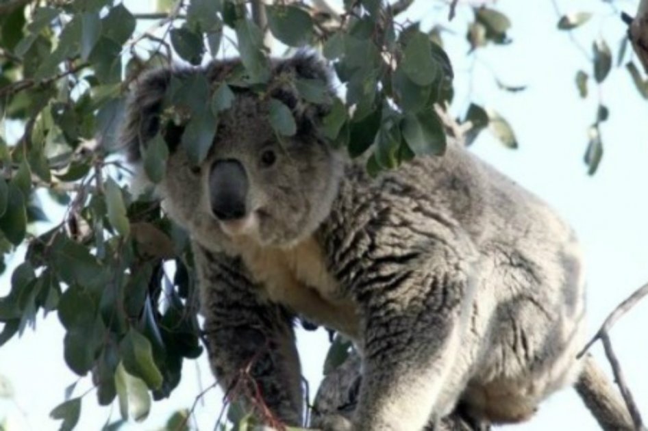 Sacrifican 700 koalas en Australia por ‘problemas de superpoblación’