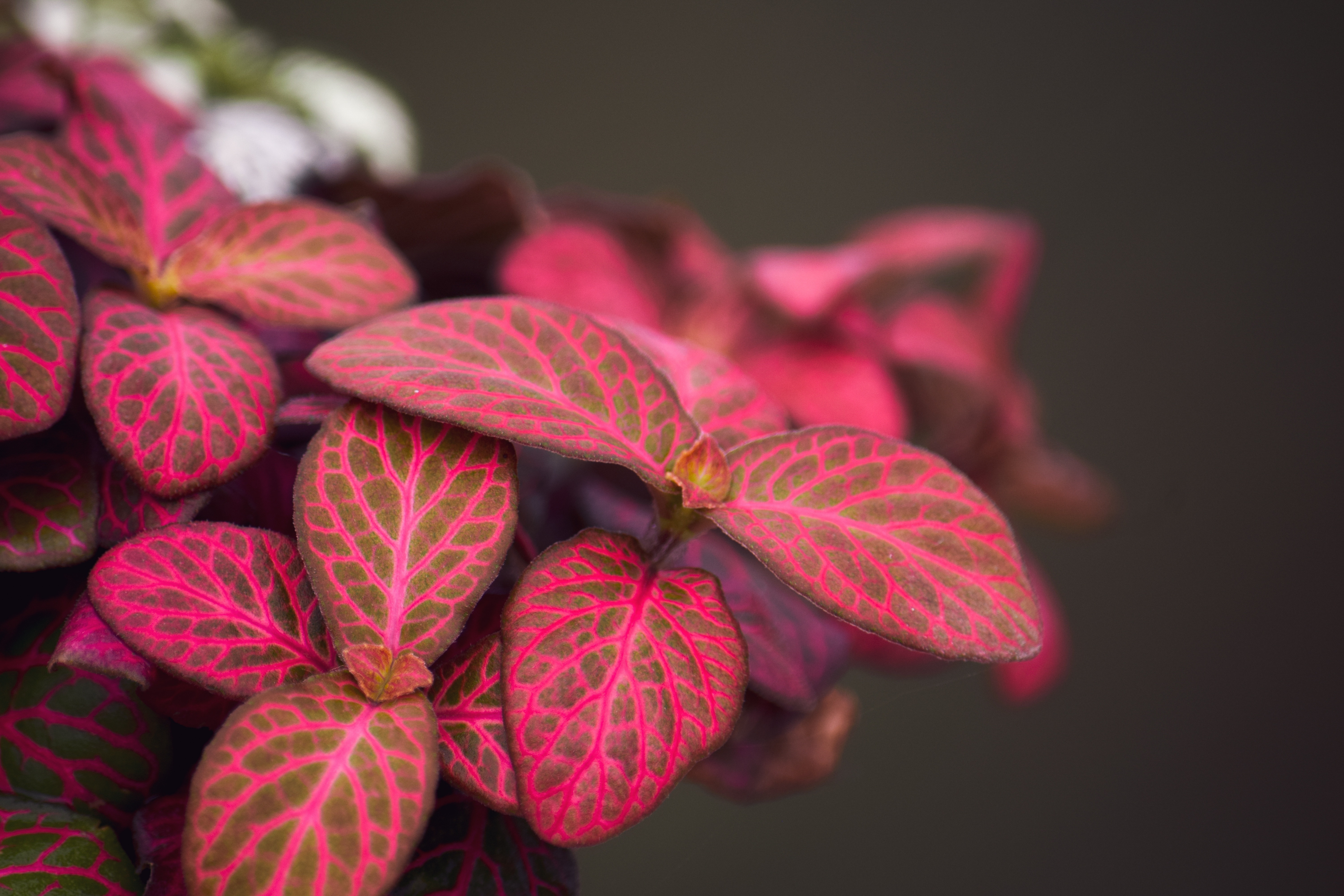 En imágenes: Cinco plantas fáciles para un jardín vertical