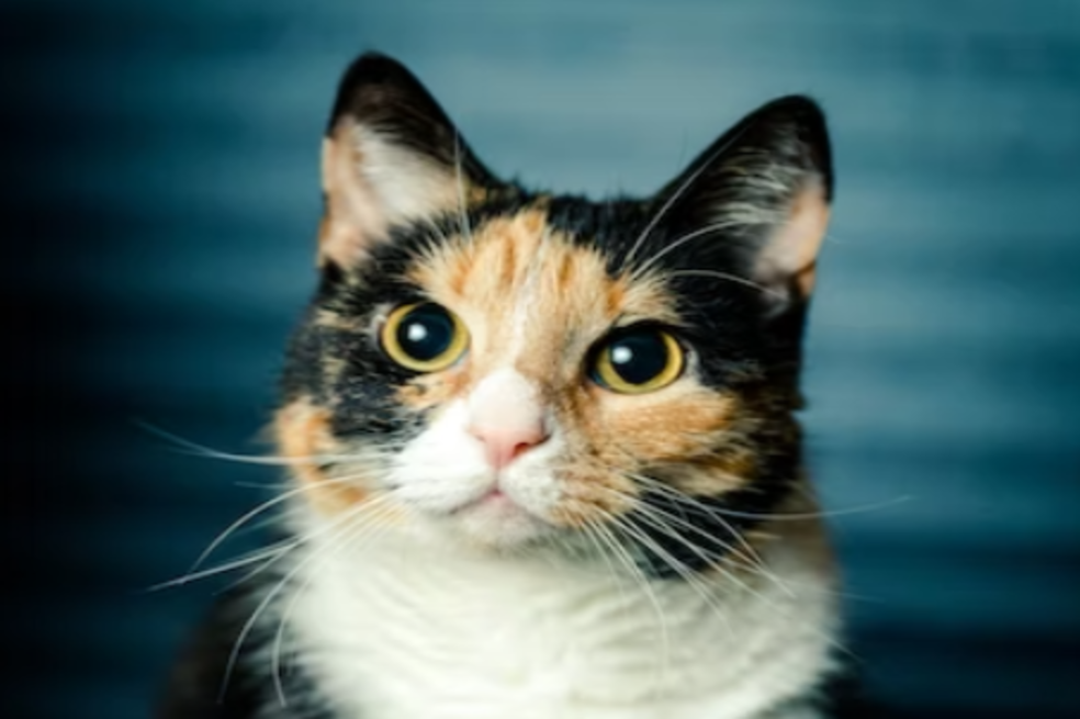 Gatos calicó