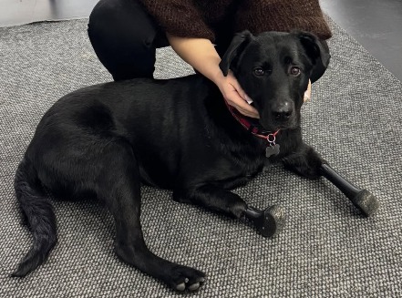 Lavr, el perro con patas de titanio que ayuda en la rehabilitación de veteranos de guerra