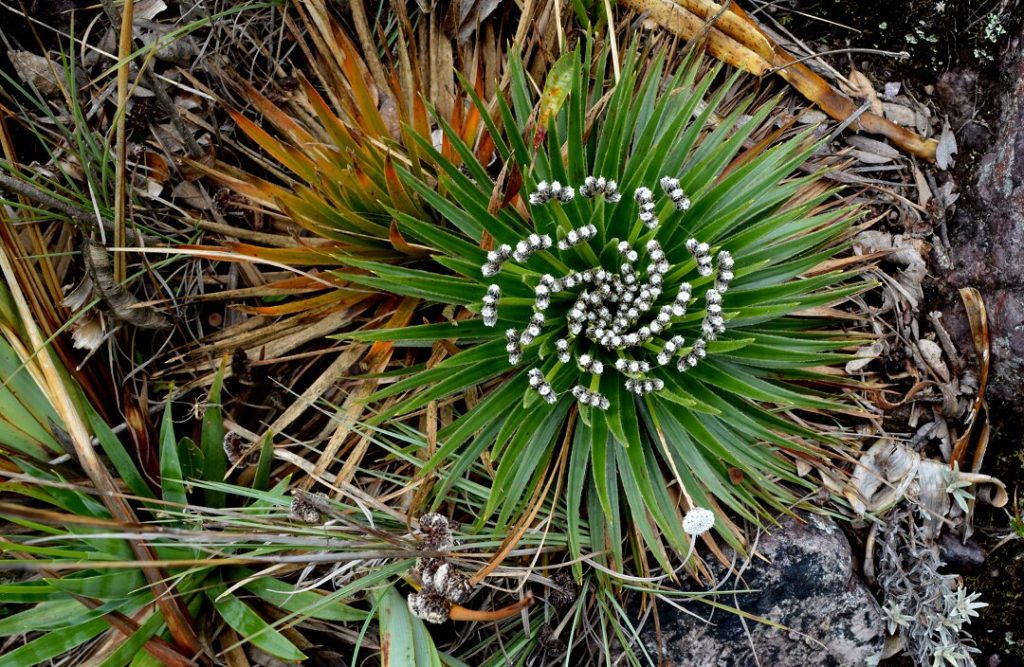 En los páramos hay más que frailejones ¡Identifica flora de páramo en tu próxima visita!