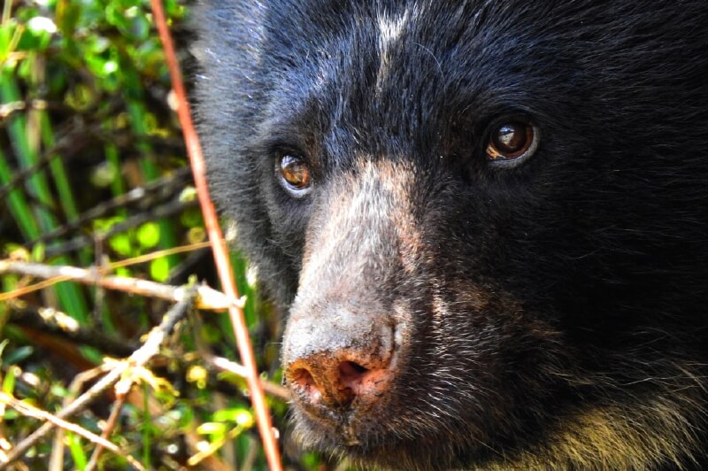 La última oportunidad para salvar al oso de anteojos