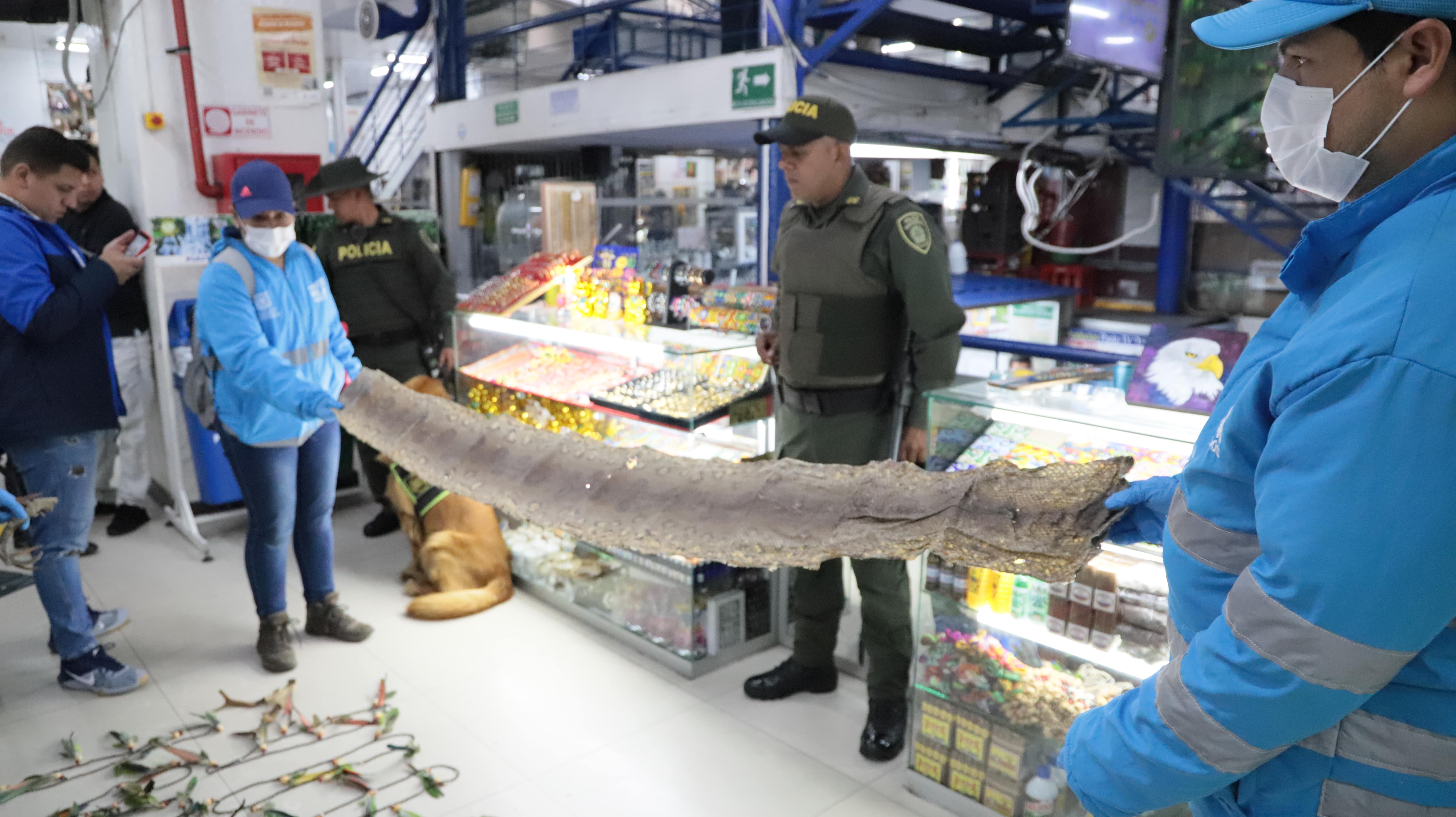 Cortesía Secretaría de AmbienteDurante el operativo se recuperaron 442 cascabeles de serpiente, 128 dientes de mamíferos, 23 patas de danta (tapires), un cráneo de tigrillo, 12 collares con extremidades de primates, cachos de venado, colas y caparazones de armadillo, plumas de loros y guacamayas, además de pieles de ocelote, puma, boas, anaconda y primates.