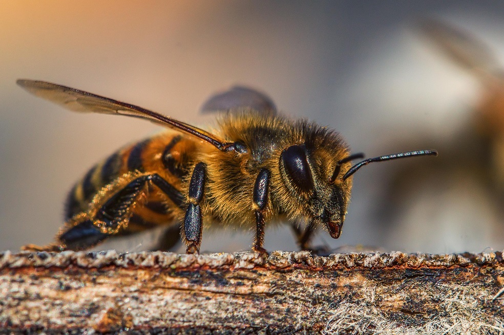 La acción de la Unión Europea para proteger a las abejas
